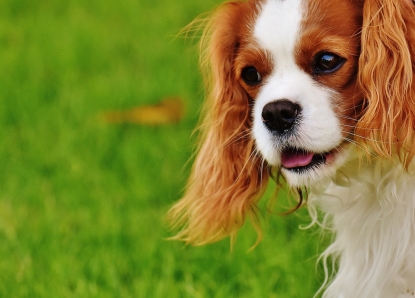 Conosciamo meglio il dolcissimo Cavalier King