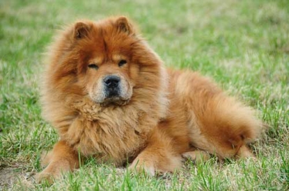 Un cane che assomiglia ad un leone, il Chow Chow