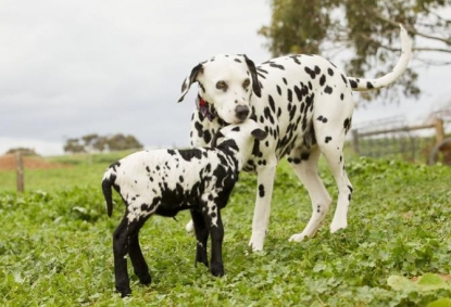 Il Dalmata: manto maculato ed occhi vispi